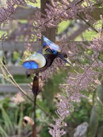 a. Kingfisher Rod.jpg